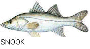 picture of fatsnook