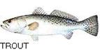 picture of trout